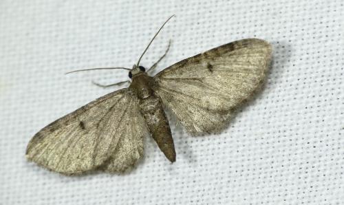 Réf. 269 248 : Eupithecia selinata